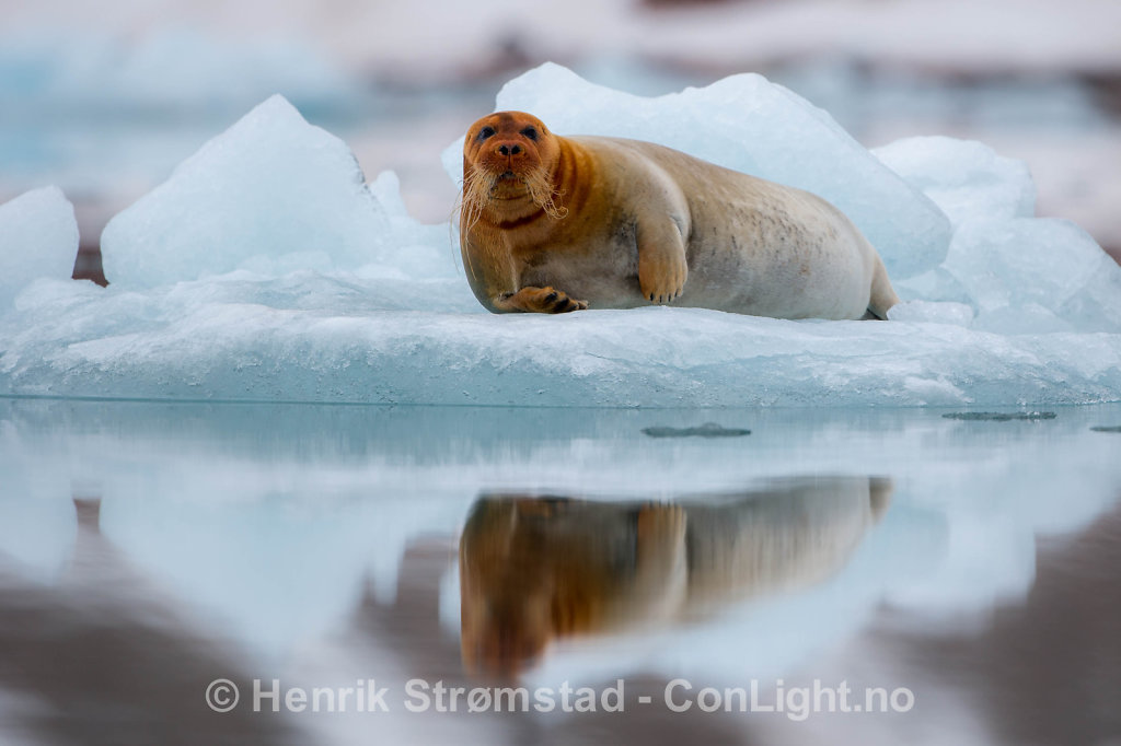 Bearded Seal, Kongsfjorden, Svalbard 001