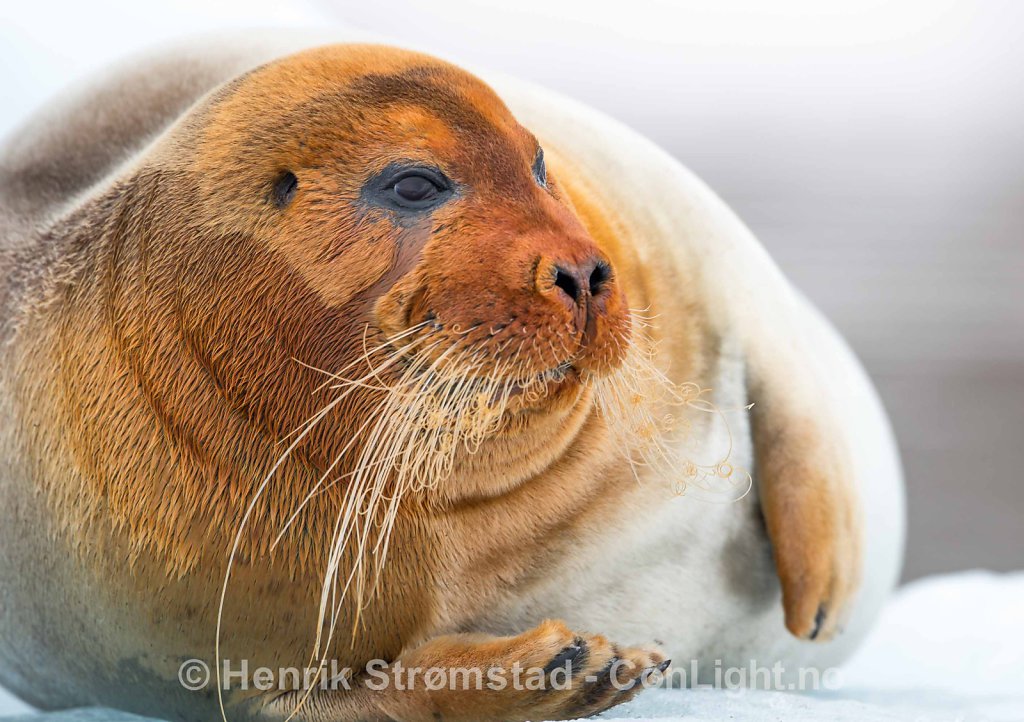 Bearded Seal, Kongsfjorden, Svalbard 002