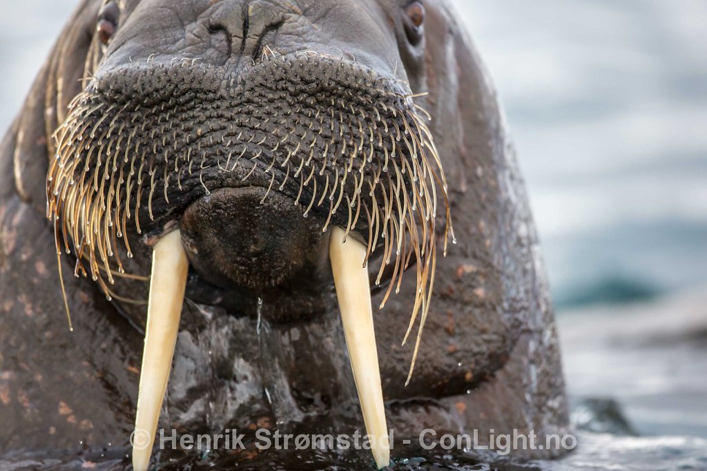 Close to Walrus, Magdalenefjorden, Svalbard 001