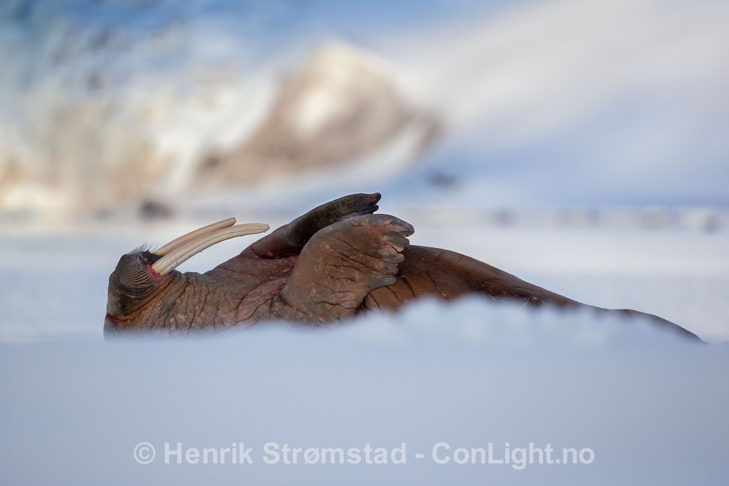 Walrus, Magdalenefjorden, Svalbard 003