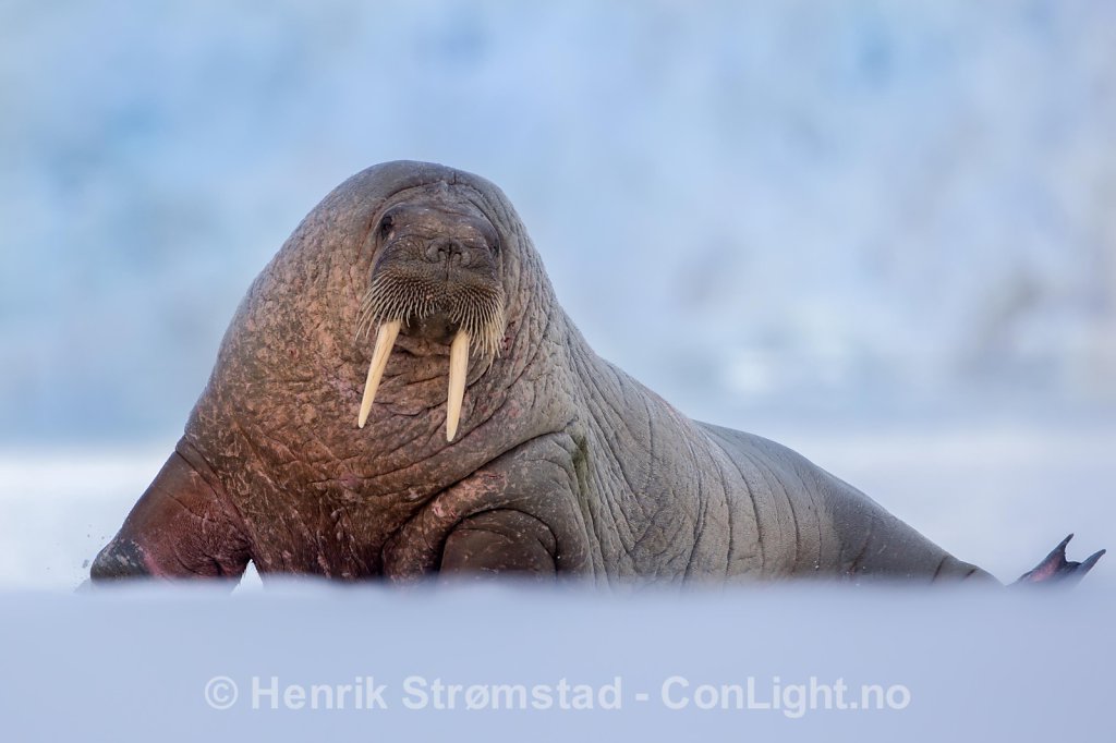 Walrus, Magdalenefjorden, Svalbard 002