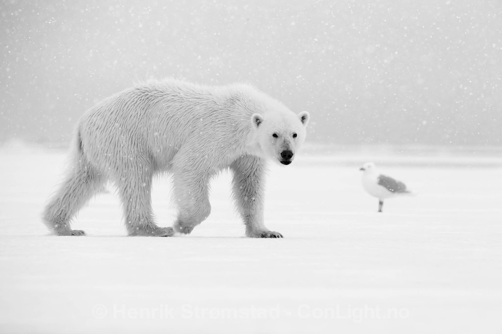 Polar Bear, Raudefjorden, Svalbard 002