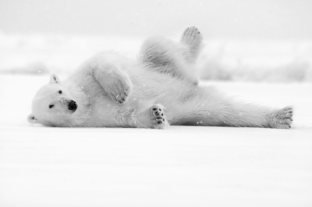 Polar Bear, Raudefjorden, Svalbard 001