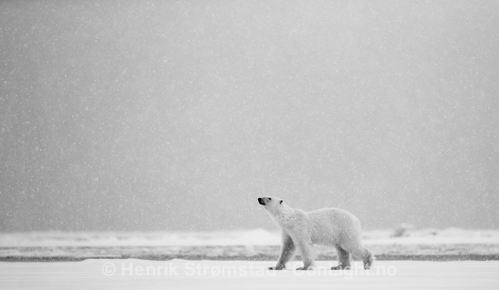 Polar Bear, Raudefjorden, Svalbard 005