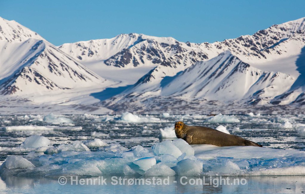 Bearded Seal, Kongsfjorden, Svalbard 003