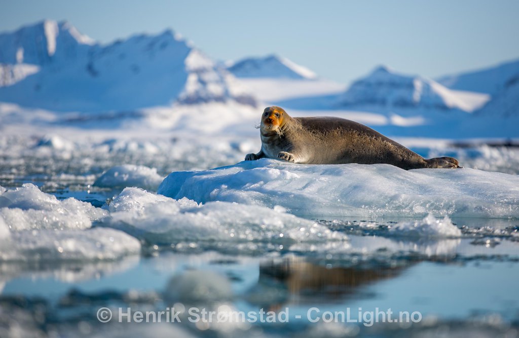 Bearded Seal, Kongsfjorden, Svalbard 004