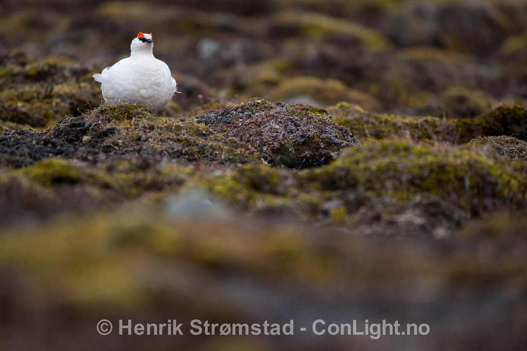 Svalbard Ptarmigan 002