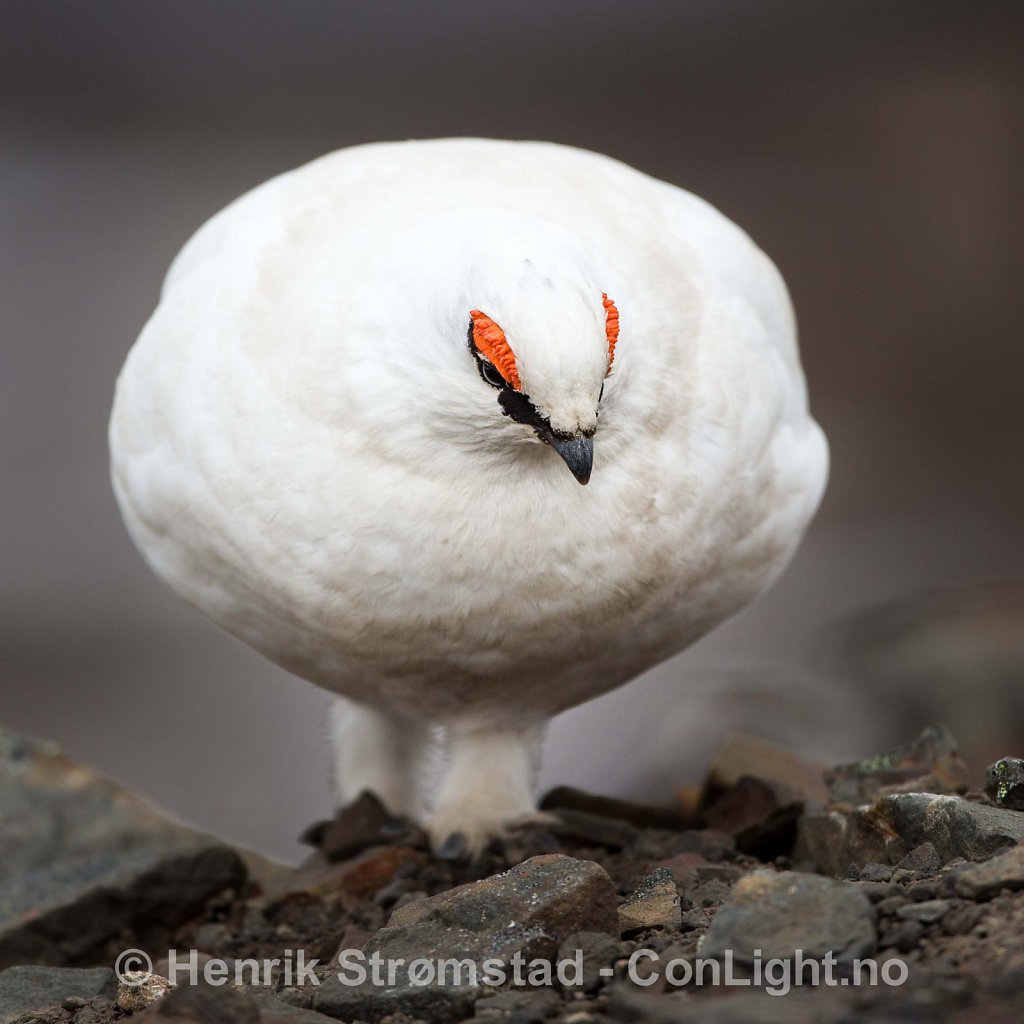 Svalbard Ptarmigan 003