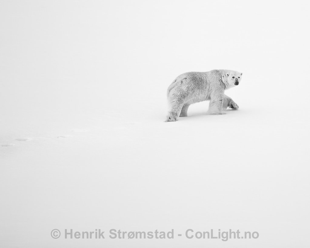 Polar Bear, Smeerenburgrden, Svalbard 002